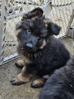 German Shepherd Puppies for sale in Plainfield, Illinois. price: $500