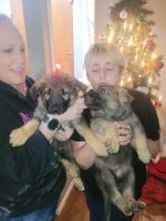 German Shepherd Puppies for sale in Spokane, Washington. price: $500