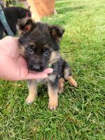 German Shepherd Puppies for sale in Lancaster, California. price: $1,400