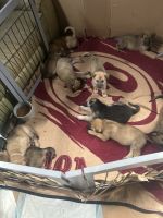 German Shepherd Puppies for sale in Santa Ana, California. price: $500