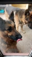 German Shepherd Puppies for sale in Houston, Texas. price: $250