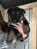 German Shepherd Puppies for sale in Duncansville, PA 16635, USA. price: $800