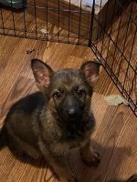 German Shepherd Puppies for sale in Maplesville, Alabama. price: $600