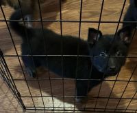German Shepherd Puppies for sale in Maplesville, Alabama. price: $600