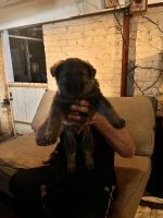 German Shepherd Puppies for sale in De Kalb, Illinois. price: $500