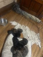 German Shepherd Puppies for sale in Oregon, Illinois. price: $850