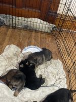 German Shepherd Puppies for sale in Oregon, Illinois. price: $750