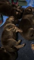 German Shepherd Puppies for sale in Enid, Oklahoma. price: $800