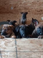 German Shepherd Puppies for sale in Dane, Wisconsin. price: $500