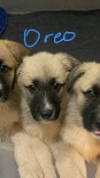 German Shepherd Puppies for sale in Hephzibah, Georgia. price: $400