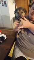 German Shepherd Puppies for sale in Bryan, Texas. price: $350