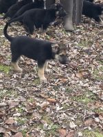 German Shepherd Puppies for sale in Muldrow, Oklahoma. price: $350