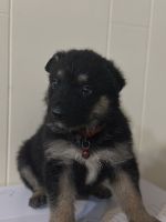German Shepherd Puppies for sale in Oxford, MS 38655, USA. price: $250