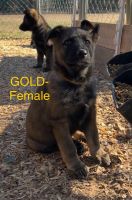 German Shepherd Puppies for sale in Kings Mountain, North Carolina. price: $1,500