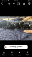 German Shepherd Puppies for sale in Orlando, Florida. price: $1,000