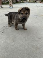 German Shepherd Puppies for sale in San Diego, CA, USA. price: $2,500
