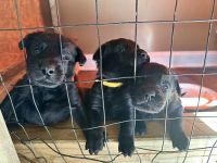 German Shepherd Puppies for sale in King George, Virginia. price: $400