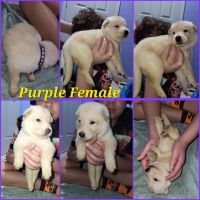 German Shepherd Puppies for sale in 2215 Belle Vue Way, Tallahassee, FL 32304, USA. price: $800