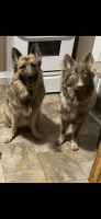 German Shepherd Puppies for sale in Logansport, Indiana. price: NA