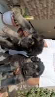 German Shepherd Puppies for sale in Jaipur, Rajasthan. price: 15,000 INR