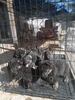 German Shepherd Puppies for sale in Marrero, Louisiana. price: NA
