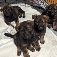 German Shepherd Puppies for sale in Bulls Gap, Tennessee. price: $300,000
