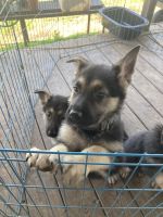 German Shepherd Puppies for sale in Crosby, Texas. price: $200