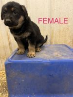 German Shepherd Puppies for sale in Keokuk, Iowa. price: $650