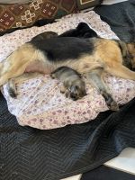 German Shepherd Puppies for sale in Piedmont, Missouri. price: $300