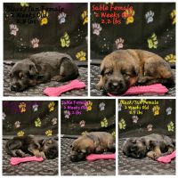 German Shepherd Puppies for sale in Corry, PA 16407, USA. price: $1,500