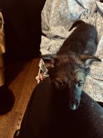 German Shepherd Puppies for sale in Chicago, Illinois. price: $1,500