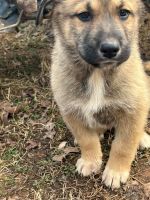 German Shepherd Puppies for sale in Morganton, North Carolina. price: $300