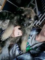 German Shepherd Puppies for sale in Osceola, IN 46561, USA. price: $400