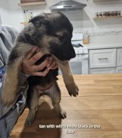 German Shepherd Puppies for sale in Palmdale, California. price: $300