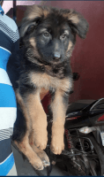German Shepherd Puppies for sale in Kolkata, West Bengal. price: 15,000 INR
