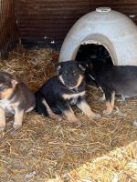 German Shepherd Puppies for sale in St. paul, Minnesota. price: $150