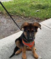 German Shepherd Puppies for sale in Boca Raton, Florida. price: $3,000