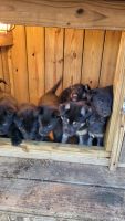 German Shepherd Puppies for sale in Spartanburg, South Carolina. price: $500