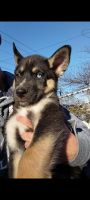 German Shepherd Puppies for sale in Essex, Maryland. price: $400