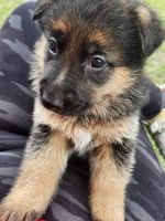 German Shepherd Puppies for sale in Brooksville, Florida. price: $750