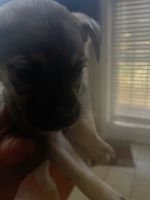 German Shepherd Puppies for sale in Cordova, Tennessee. price: $100