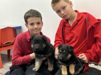 German Shepherd Puppies for sale in Abingdon, Virginia. price: $800