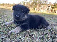 German Shepherd Puppies for sale in Clermont, Florida. price: $200