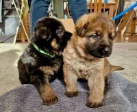 German Shepherd Puppies for sale in Los Angeles, California. price: $600