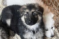 German Shepherd Puppies for sale in Los Angeles, California. price: $500