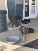 German Shepherd Puppies for sale in Victorville, California. price: $650