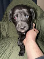 German Shepherd Puppies for sale in Denver, Colorado. price: $25