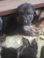 German Shepherd Puppies for sale in Colver, PA 15927, USA. price: $1,200