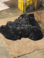 German Shepherd Puppies for sale in Bakersfield, California. price: $300