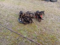 German Shepherd Puppies for sale in Turbeville, South Carolina. price: $600